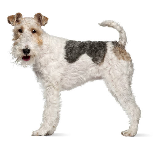 Short haired wire sales fox terrier